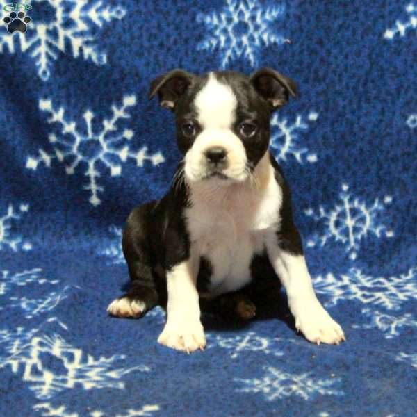 Evie, Boston Terrier Puppy