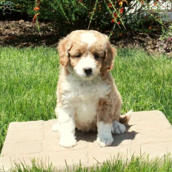 Evie, Mini Goldendoodle Puppy