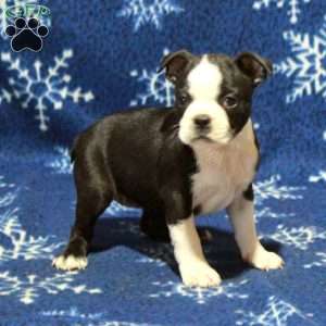 Evie, Boston Terrier Puppy