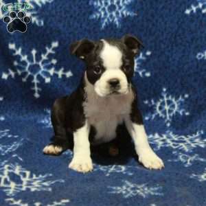 Evie, Boston Terrier Puppy