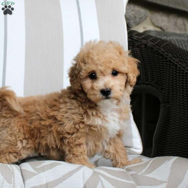 Ezekiel, Bich-Poo Puppy