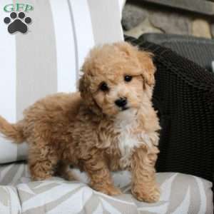 Ezekiel, Bich-Poo Puppy