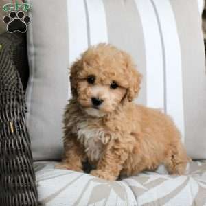 Ezekiel, Bich-Poo Puppy