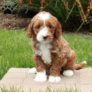 Ezra, Mini Goldendoodle Puppy