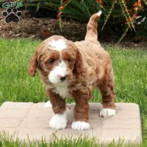 Ezra, Mini Goldendoodle Puppy