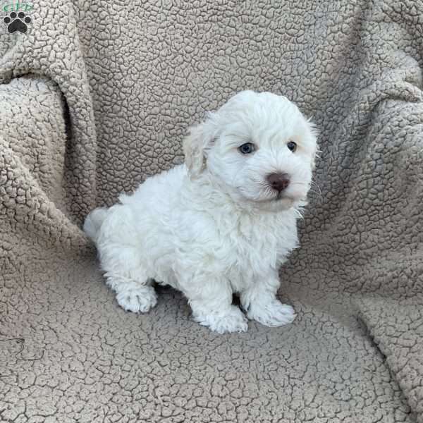 Ezra, Havanese Puppy