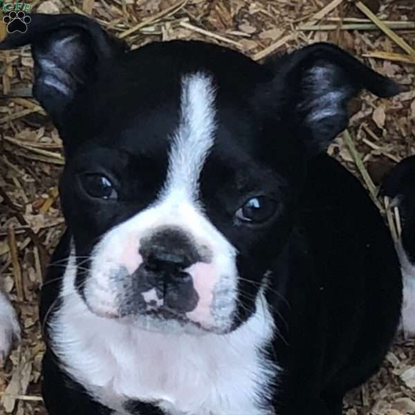 tucker, Boston Terrier Puppy