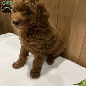 Poppy, Toy Poodle Puppy
