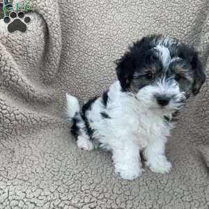 Elliot, Havanese Puppy