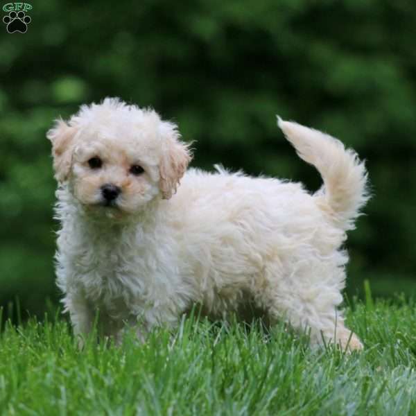 Faith, Bich-Poo Puppy