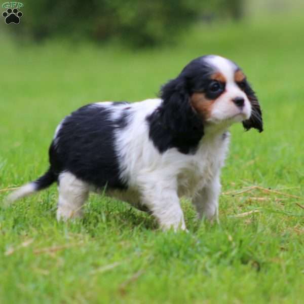 Faith, Cavalier King Charles Spaniel Puppy