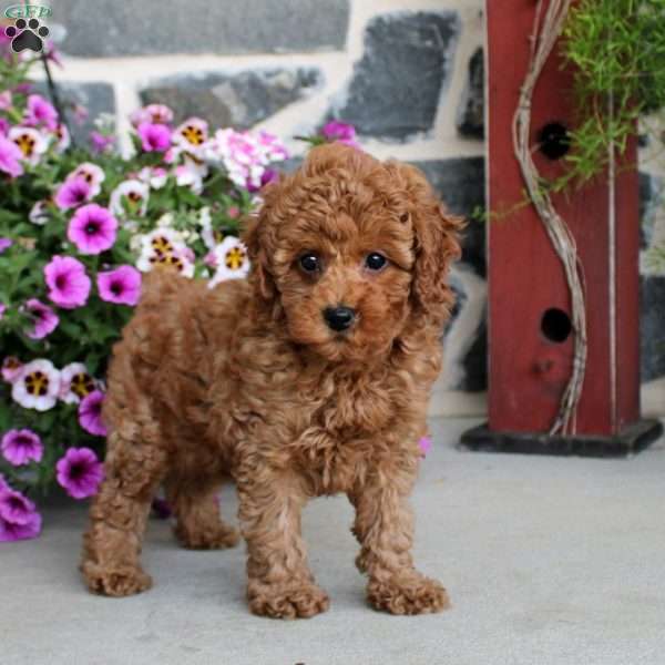 Faith, Miniature Poodle Puppy