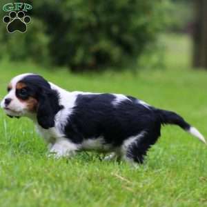 Faith, Cavalier King Charles Spaniel Puppy
