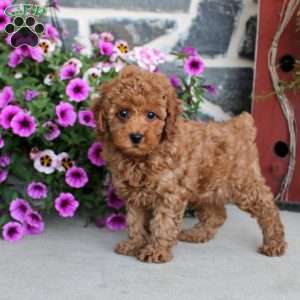 Faith, Miniature Poodle Puppy