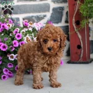 Faith, Miniature Poodle Puppy