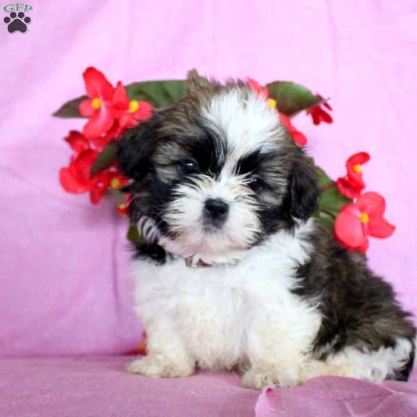 Faith, Shih Tzu Puppy