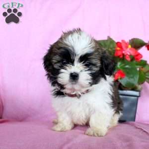 Faith, Shih Tzu Puppy