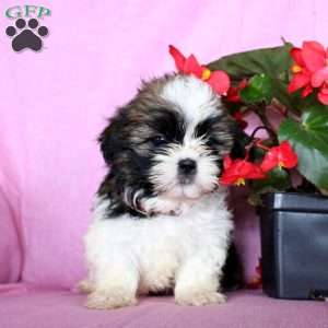 Faith, Shih Tzu Puppy