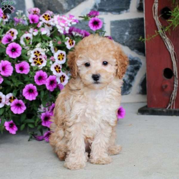 Fallon, Miniature Poodle Puppy