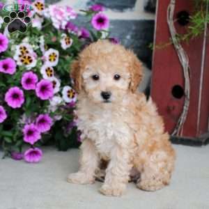 Fallon, Miniature Poodle Puppy