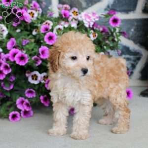 Fallon, Miniature Poodle Puppy