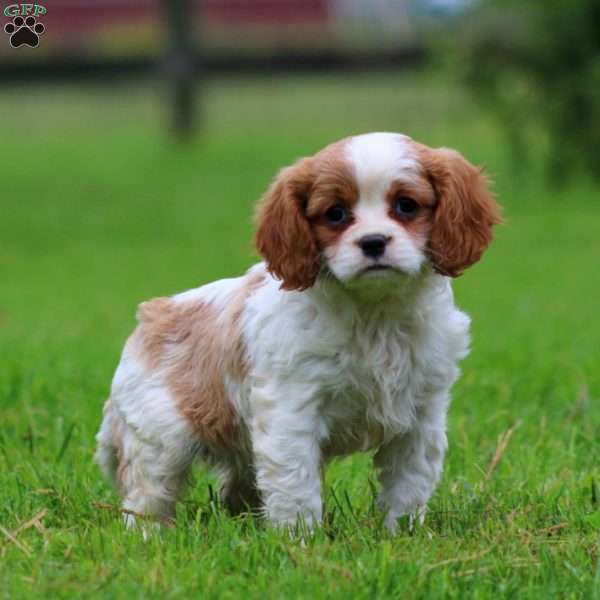 Fancy, Cavalier King Charles Spaniel Puppy