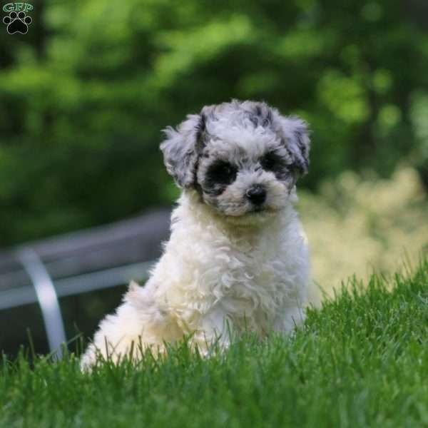 Fancy, Bich-Poo Puppy