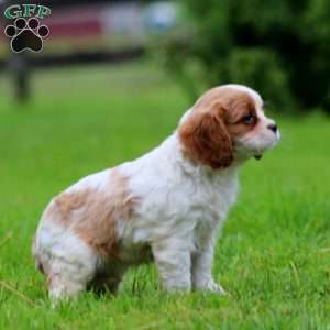 Fancy, Cavalier King Charles Spaniel Puppy