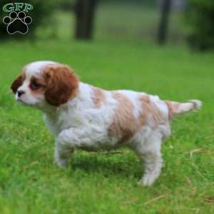 Fancy, Cavalier King Charles Spaniel Puppy