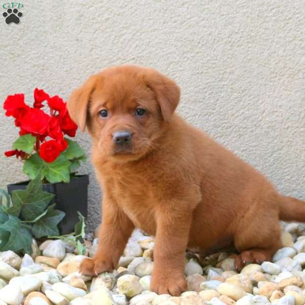 Fanta, Fox Red Labrador Retriever Puppy