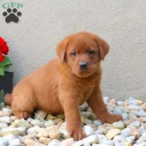 Fanta, Fox Red Labrador Retriever Puppy