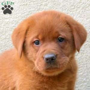 Fanta, Fox Red Labrador Retriever Puppy
