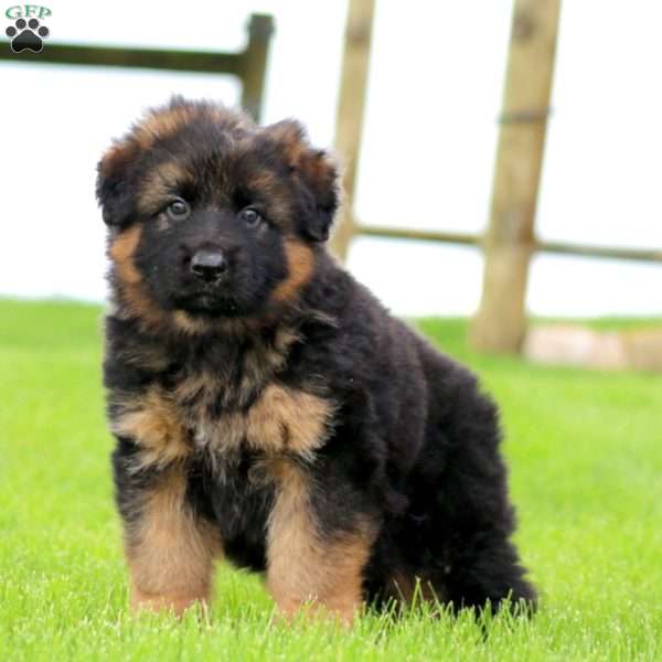 Fargo-Long Haired, German Shepherd Puppy