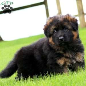 Fargo-Long Haired, German Shepherd Puppy