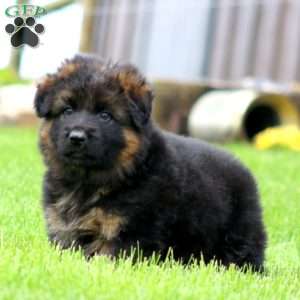 Fargo-Long Haired, German Shepherd Puppy