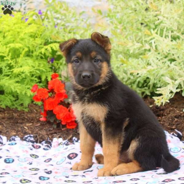Faye, German Shepherd Puppy