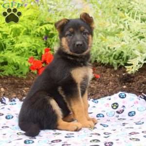 Faye, German Shepherd Puppy