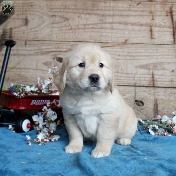 Felicia, Golden Retriever Puppy