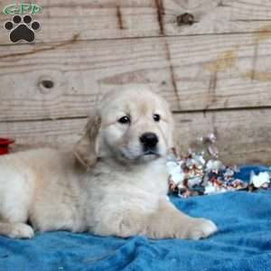 Felicia, Golden Retriever Puppy
