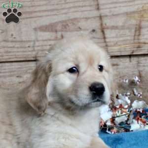 Felicia, Golden Retriever Puppy