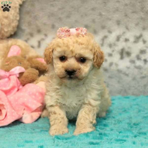 Felicity, Bich-Poo Puppy