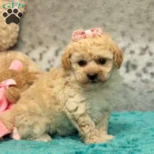 Felicity, Bich-Poo Puppy