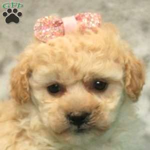 Felicity, Bich-Poo Puppy