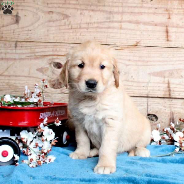Felicity, Golden Retriever Puppy