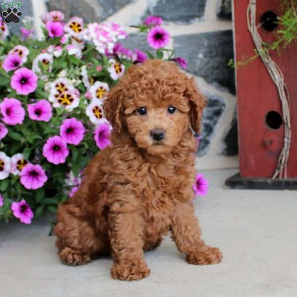 Felicity, Miniature Poodle Puppy