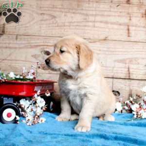 Felicity, Golden Retriever Puppy