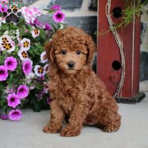 Felicity, Miniature Poodle Puppy