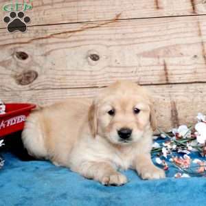 Felicity, Golden Retriever Puppy