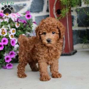 Felicity, Miniature Poodle Puppy
