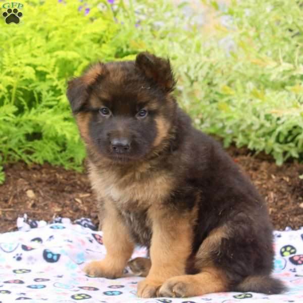 Felix, German Shepherd Puppy
